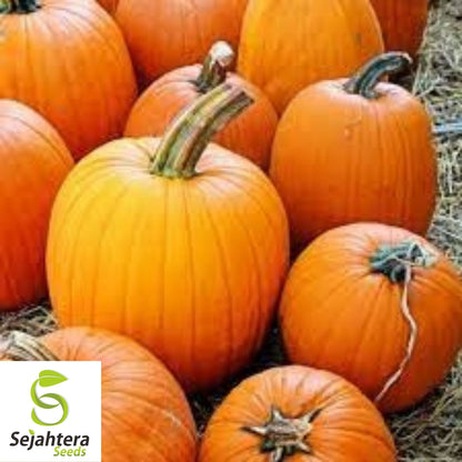 Jack O' Lantern Pumpkin Seeds 20+ | Halloween Carving NON-GMO USA