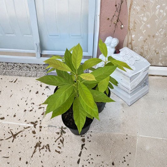 Natural Avocado Tree – Persea americana Live Tree | Approx. 30 Inches Tall | Ready to Plant  Large Fruit Variety | Backyard Friendly | Easy to Grow