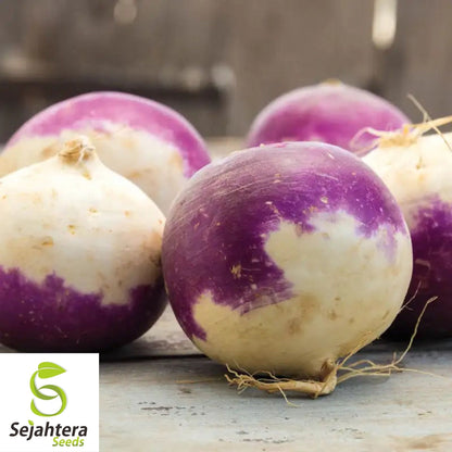 Laurentian Rutabaga Seeds 300+ | NON-GMO Vegetable Brassica napus USA