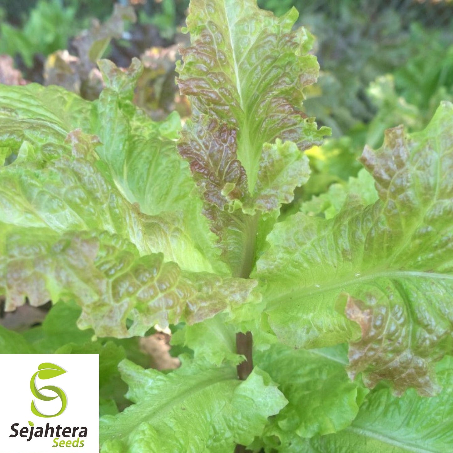 1000 Prizehead Lettuce Seeds - Non-GMO, Crisp & Tender Leaves