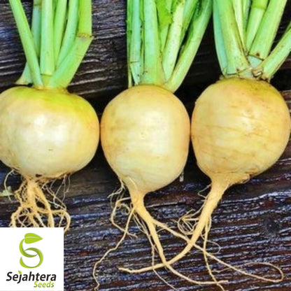 Golden Ball Turnip Seeds 1000+ | Heirloom Vegetable Garden NON-GMO USA