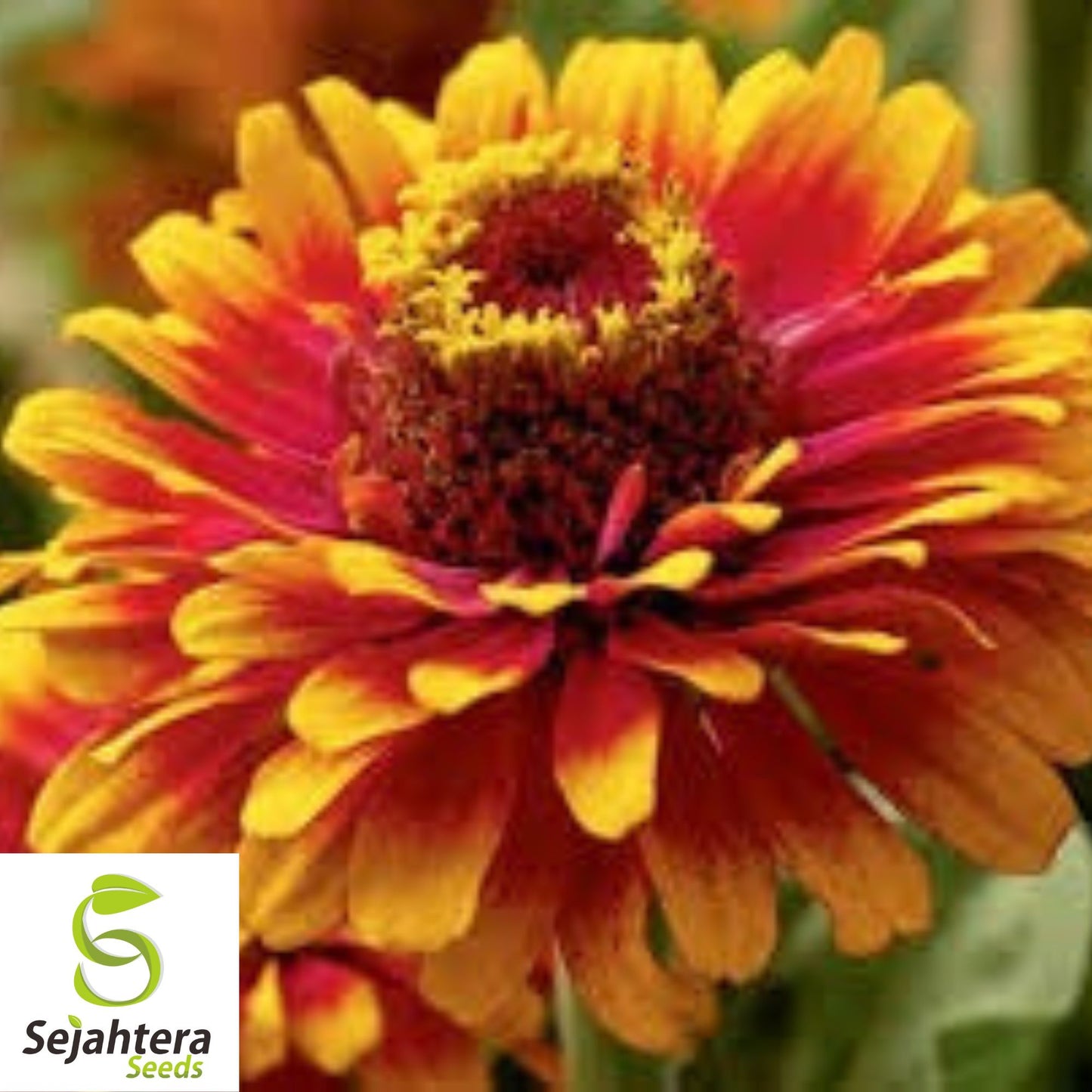 100+ Lava Lamp Zinnia Seeds - Zinnia Elegans, Vibrant Yellow, Orange, Red Blooms