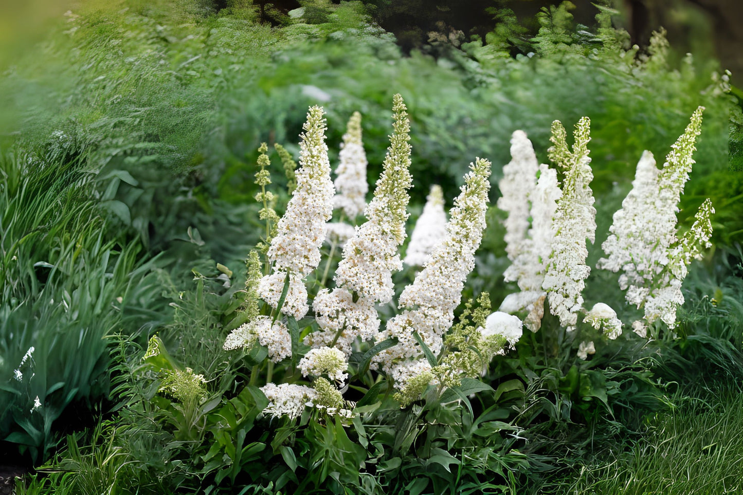 Buddleia White Profusion Live Butterfly Bush Plant - 4-Inch Pot - Buddleia davidii - Attracts Butterflies & Hummingbirds