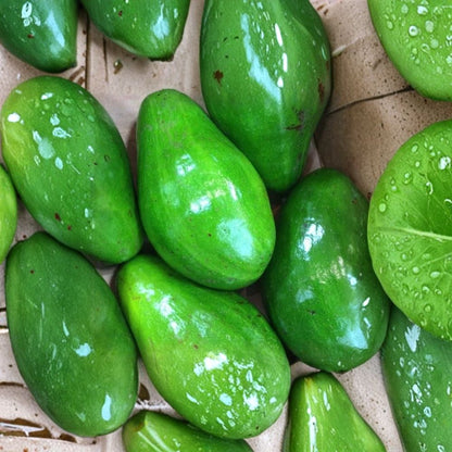 Natural Avocado Tree – Persea americana Live Tree | Approx. 30 Inches Tall | Ready to Plant  Large Fruit Variety | Backyard Friendly | Easy to Grow