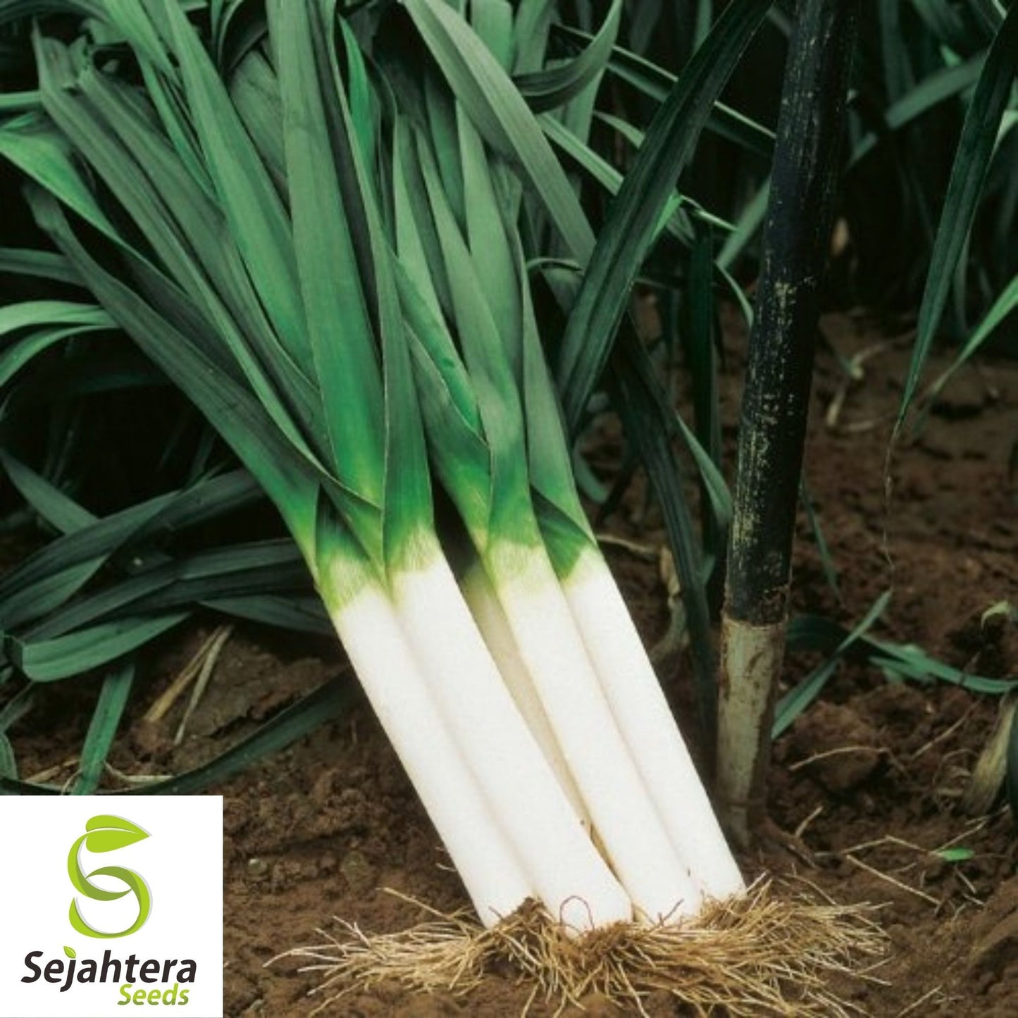 Leek Seeds 200+ American Flag | Heirloom NON-GMO Vegetable Garden USA