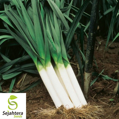 Leek Seeds 200+ American Flag | Heirloom NON-GMO Vegetable Garden USA
