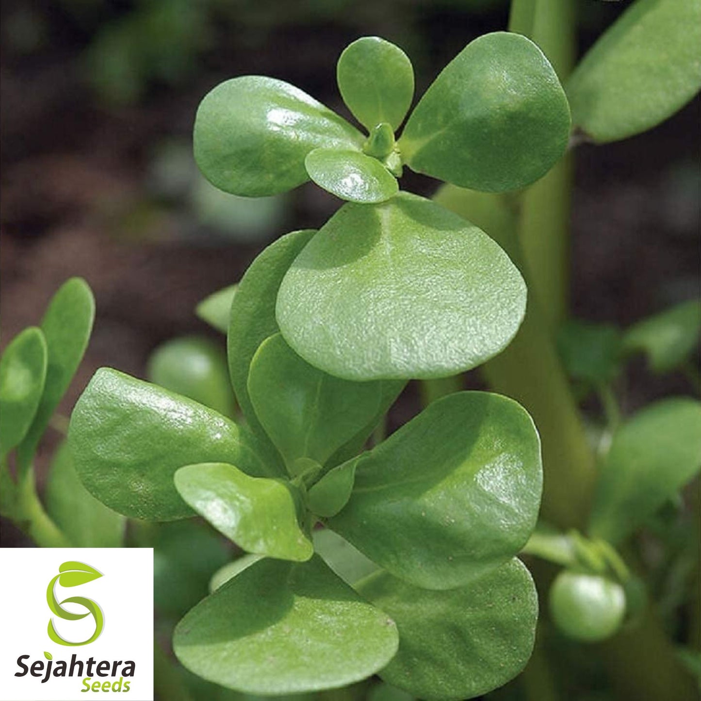 2000+ Green Purslane Seeds - Non-GMO, Heirloom & Nutritious Edible Green