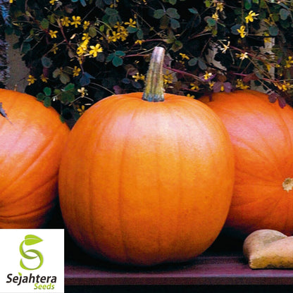 Jack O' Lantern Pumpkin Seeds 20+ | Halloween Carving NON-GMO USA