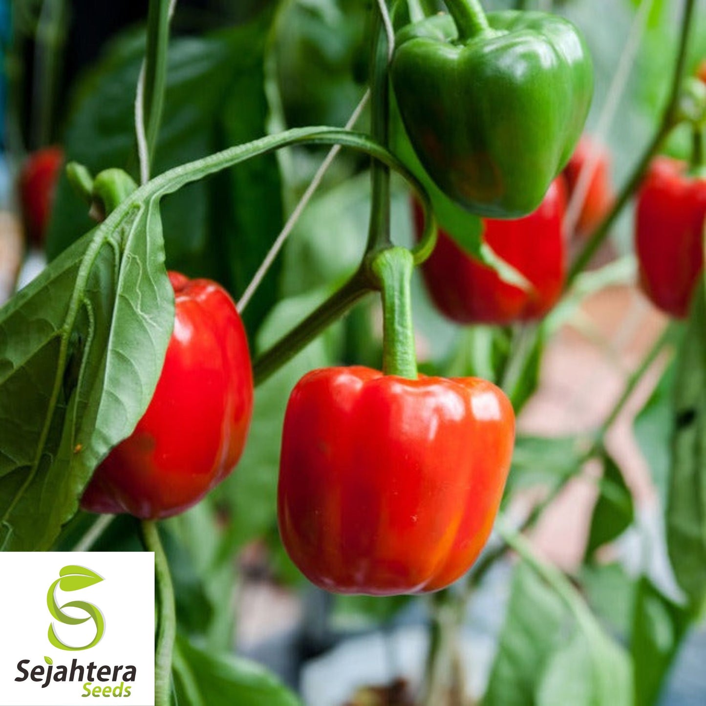 25 California Wonder Pepper Seeds - Non-GMO, Sweet & Crisp Bell Peppers