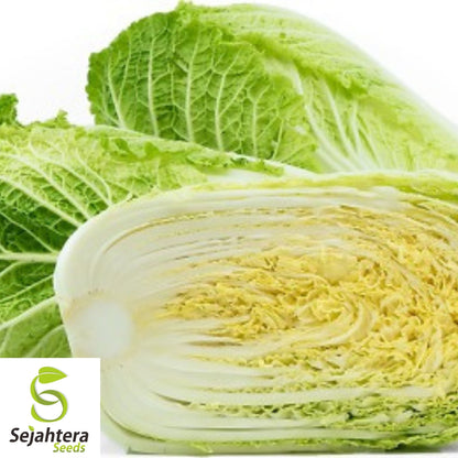 Chinese Michihili Cabbage Seeds 500+ | Vegetable Garden NON-GMO USA