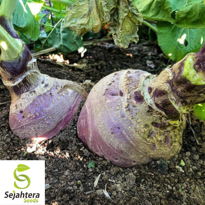 Laurentian Rutabaga Seeds 300+ | NON-GMO Vegetable Brassica napus USA