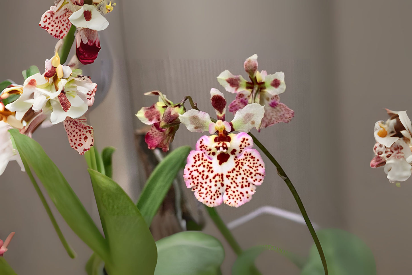 Tolumnia Orchid 3" Pot 'Spoty' - Miniature Dancing Lady Orchid - Equitant Oncidium - Native to Caribbean & Florida