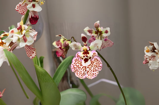 Tolumnia Orchid 3" Pot 'Spoty' - Miniature Dancing Lady Orchid - Equitant Oncidium - Native to Caribbean & Florida