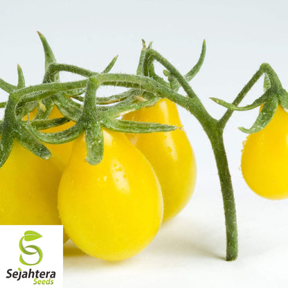 30 Yellow Pear Tomato Seeds - Non-GMO, Sweet & Heirloom Variety