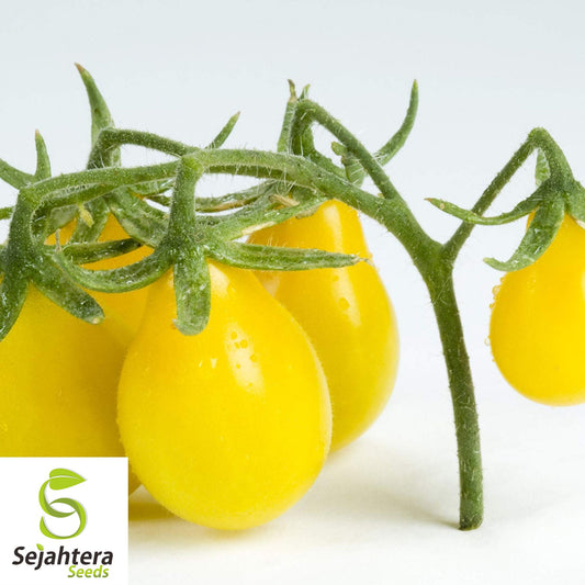 30 Yellow Pear Tomato Seeds - Non-GMO, Sweet & Heirloom Variety