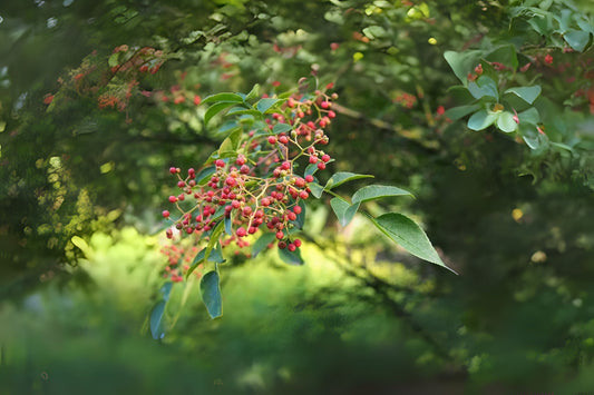 Chinese-pepper Flatspine Prickly Ash Szechun Pepper (Zanthoxylum simulans)