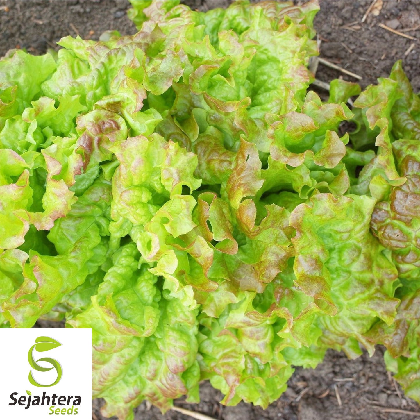 1000 Prizehead Lettuce Seeds - Non-GMO, Crisp & Tender Leaves