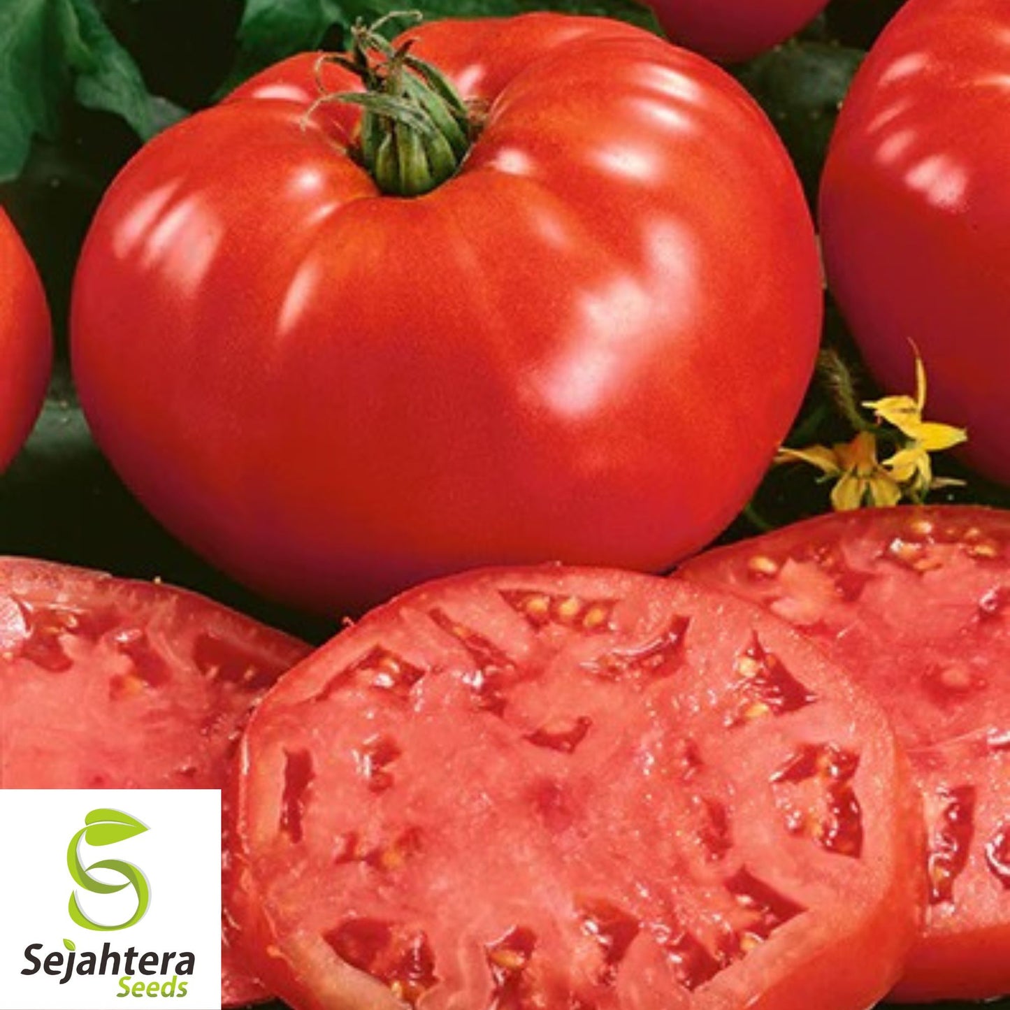 Jersey Tomato Seeds - 120+ Organic, Non-GMO, Beefsteak & Fresh