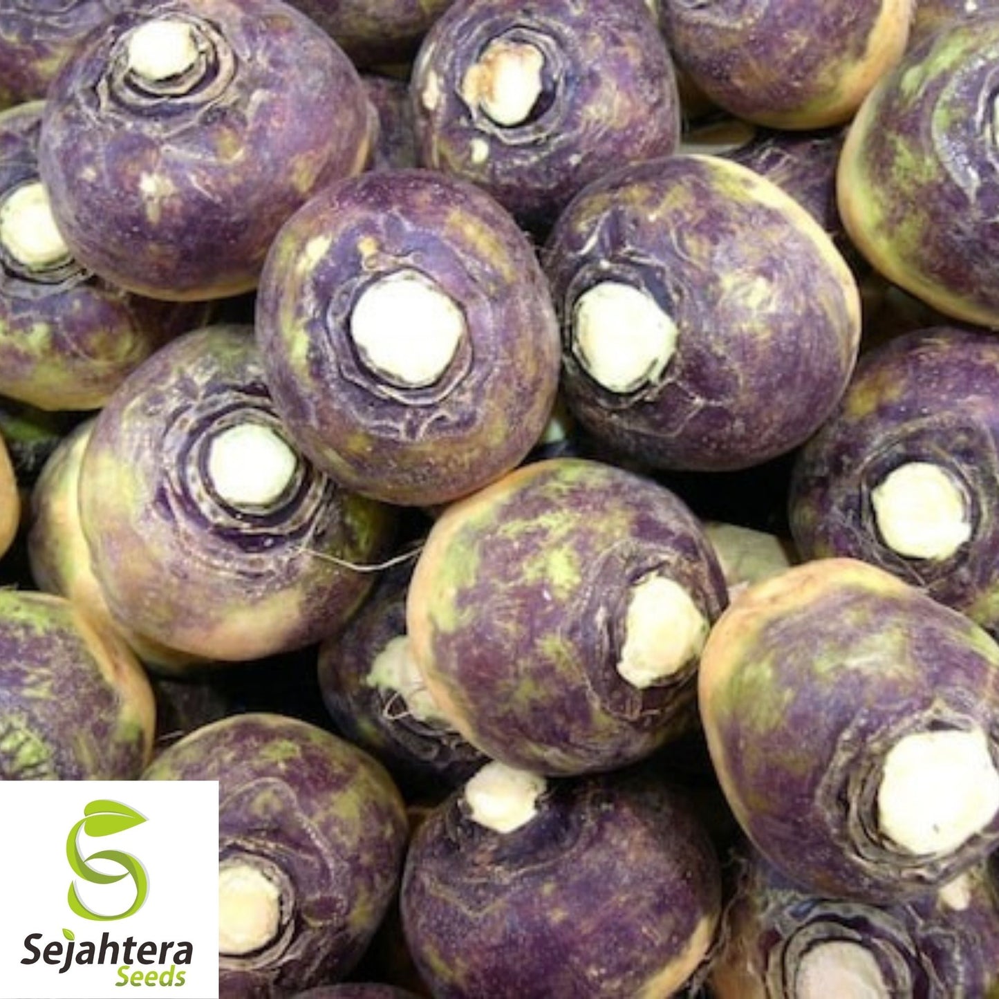Laurentian Rutabaga Seeds 300+ | NON-GMO Vegetable Brassica napus USA