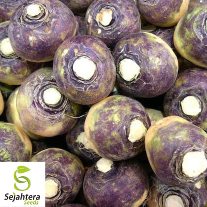 Laurentian Rutabaga Seeds 300+ | NON-GMO Vegetable Brassica napus USA