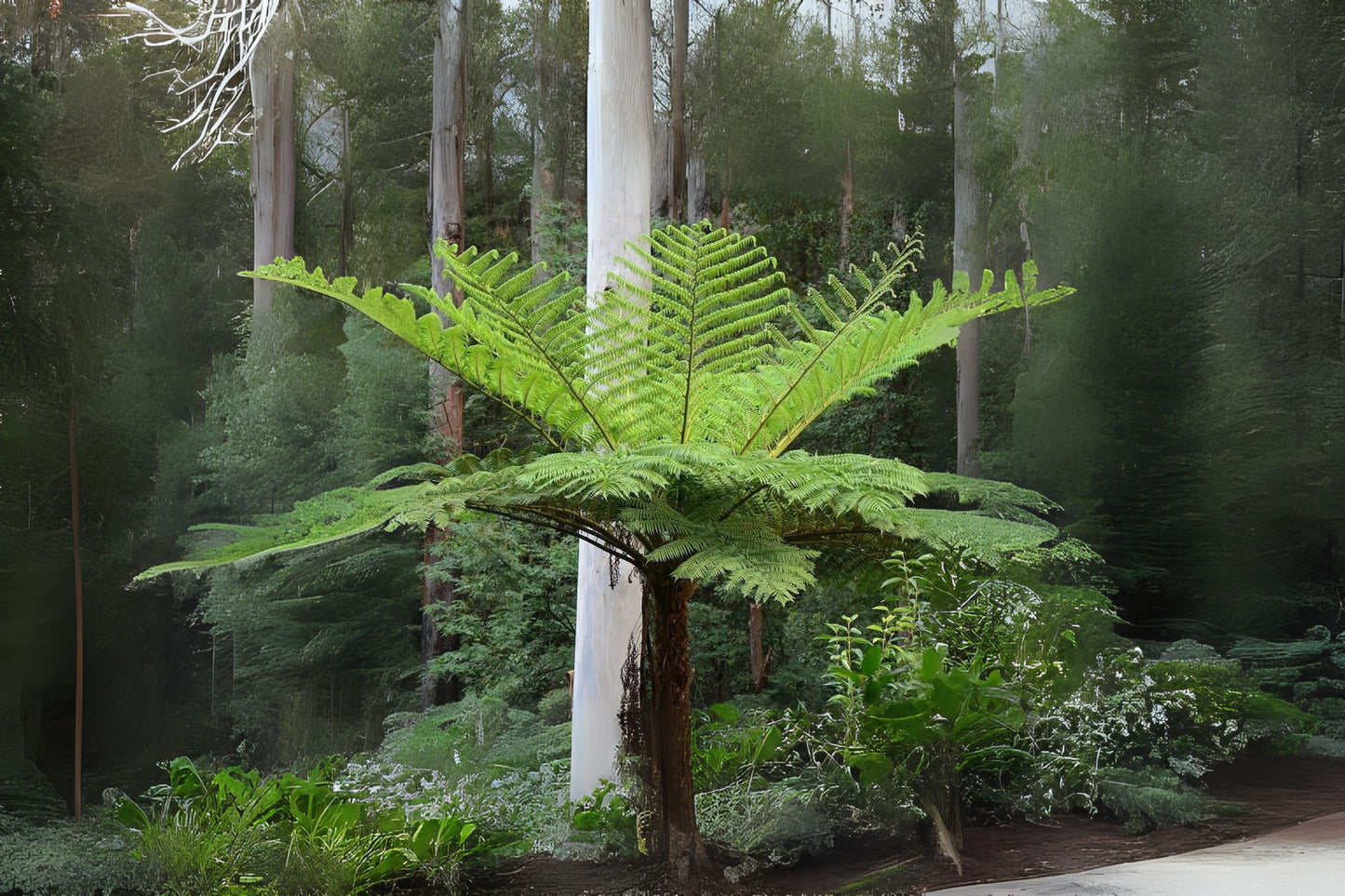 Cooper's Tree Fern Plant - Cyathea cooperi - Lush Green Fronds - Tropical Indoor/Outdoor Plant - Australian Native Fern