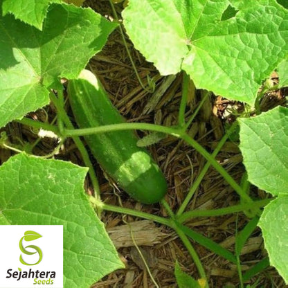Muncher Cucumber Seeds - 100+ Heirloom, Organic, Non-GMO & Burpless