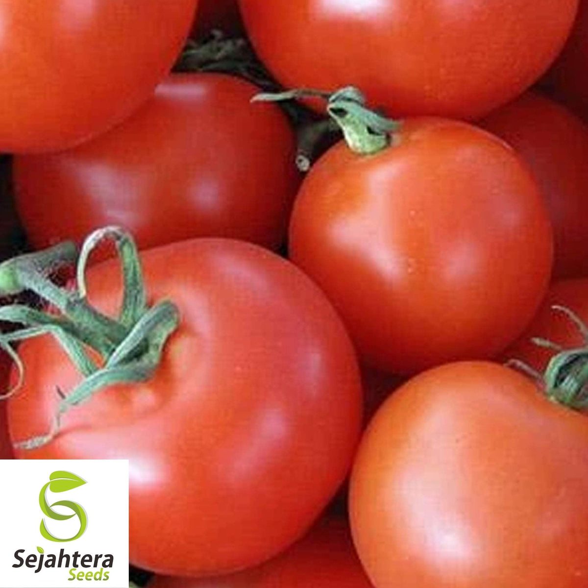 Homestead Tomato Seeds 100 Ct | Heirloom NON-GMO Vegetable Garden USA