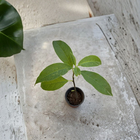 Avocado Tree – Persea americana Live Seedling | 10 Inches Tall | Includes Nursery Pot  Tropical Fruit Starter | Patio & Indoor Friendly | Ready to Plant