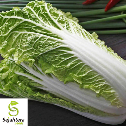 Chinese Michihili Cabbage Seeds 500+ | Vegetable Garden NON-GMO USA