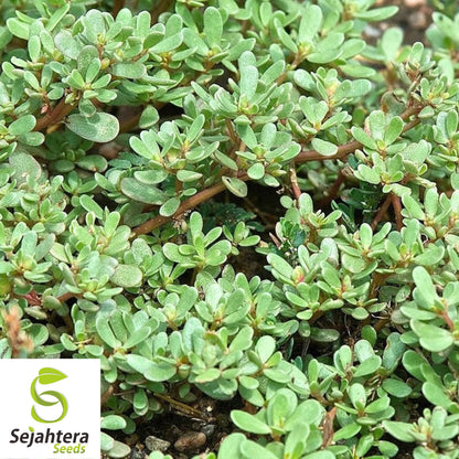 2000+ Green Purslane Seeds - Non-GMO, Heirloom & Nutritious Edible Green