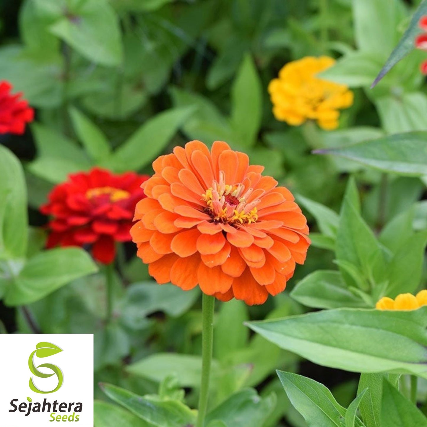 100+ Lava Lamp Zinnia Seeds - Zinnia Elegans, Vibrant Yellow, Orange, Red Blooms