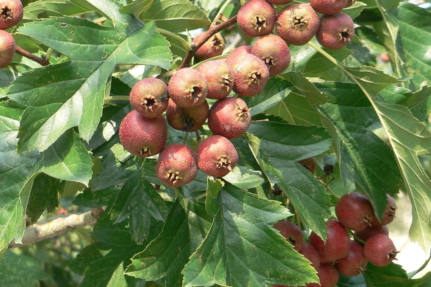 Chinese Haw (Crataegus pinnatifida)