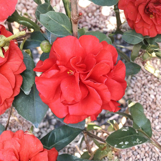 Camellia Japonica ‘Tom Knudsen’ Live Plant | 1 Foot Tall | Includes 6” Nursery Pot  Evergreen Shrub | Dark Red Double Blooms | Fall Flowering