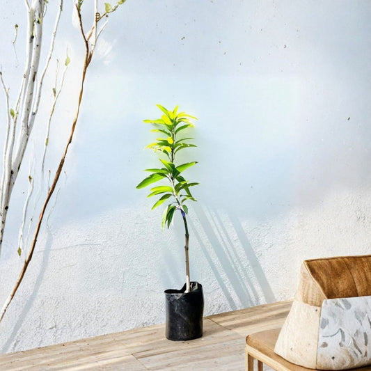 Colombo Kidney (July) Mango Tree – Mangifera indica Grafted Live Tree | 3–4 Feet Tall | USDA Certified  Rare Variety | Compact Growth | Tropical Fruit Tree