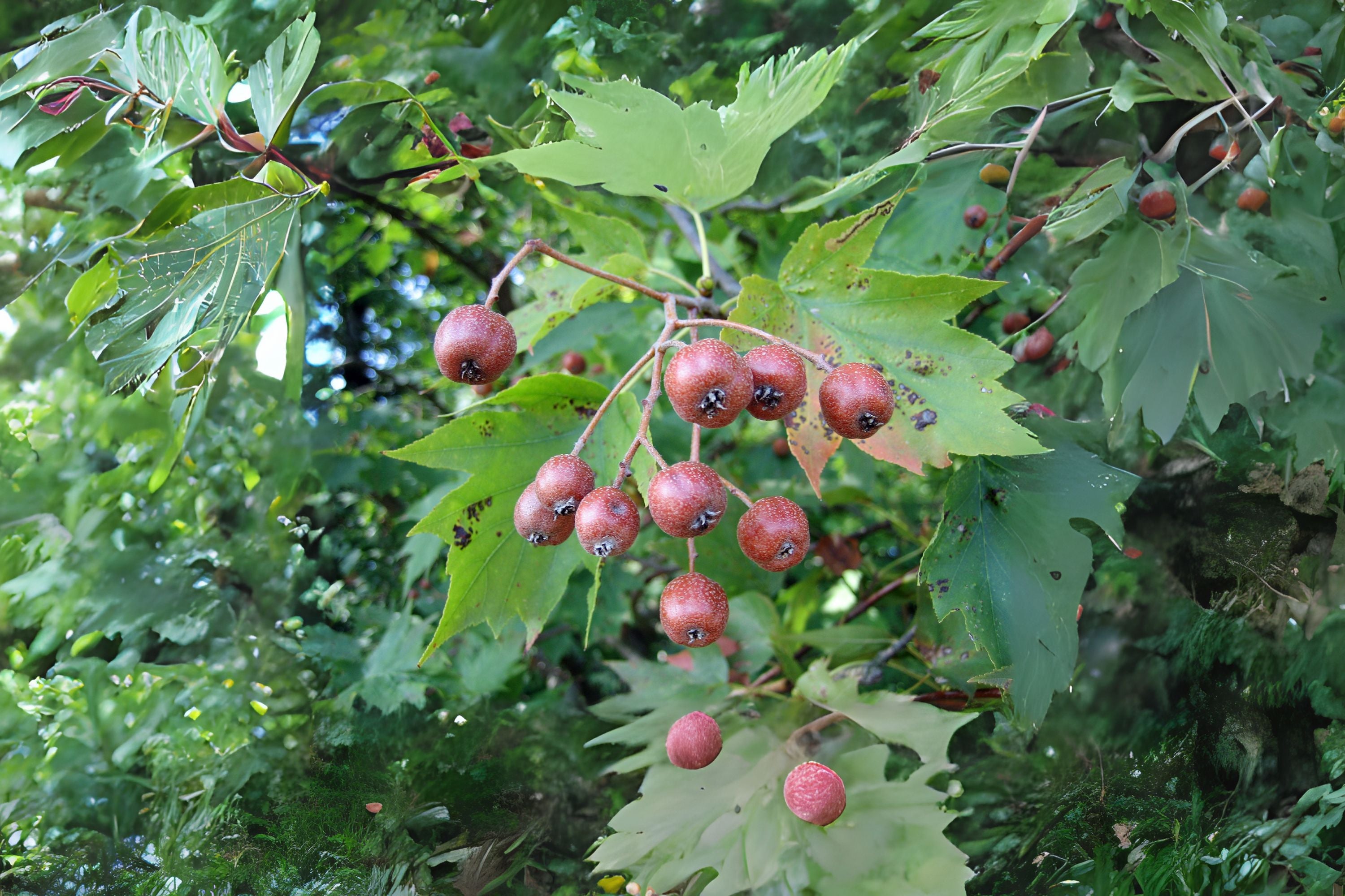Checker Red Tree Checkertree Chequer Tree (Sorbus torminalis) – Sejahtera Seeds and Bulbs