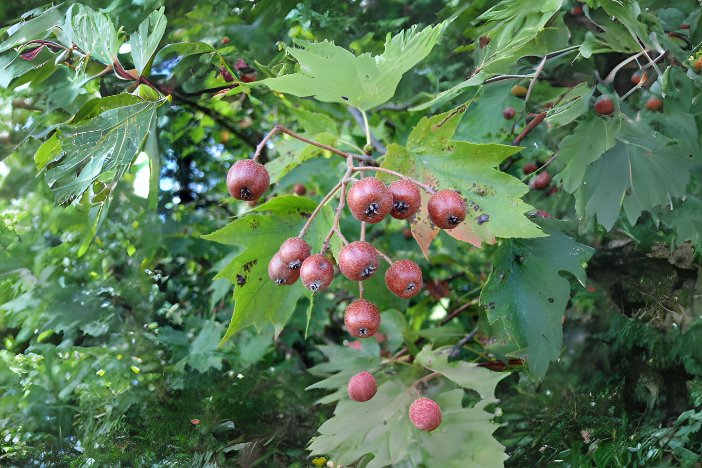 Checkertree Chequer Tree (Sorbus torminalis)