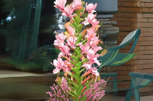 Pink Hedychium Ginger Rhizomes - 2x Coral Rhizomes, Low Maintenance Tropical Plant, Attracts Butterflies - Hedychium spp.