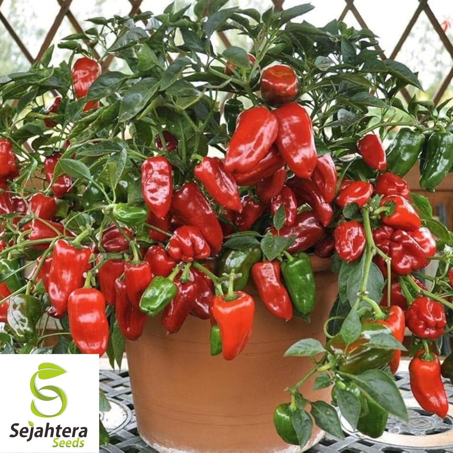 Giant Red Bell Pepper Seeds - 30+ Heirloom, Organic, Non-GMO & Sweet
