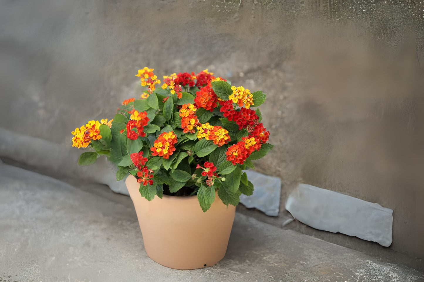 Colorful Lantana Plants 6 in Pot - Lantana camara - Bright Ornamental Shrubs for Garden, Attracts Butterflies & Pollinators