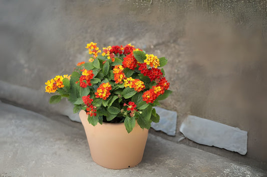 Colorful Lantana Plants 6 in Pot - Lantana camara - Bright Ornamental Shrubs for Garden, Attracts Butterflies & Pollinators