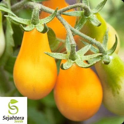 30 Yellow Pear Tomato Seeds - Non-GMO, Sweet & Heirloom Variety