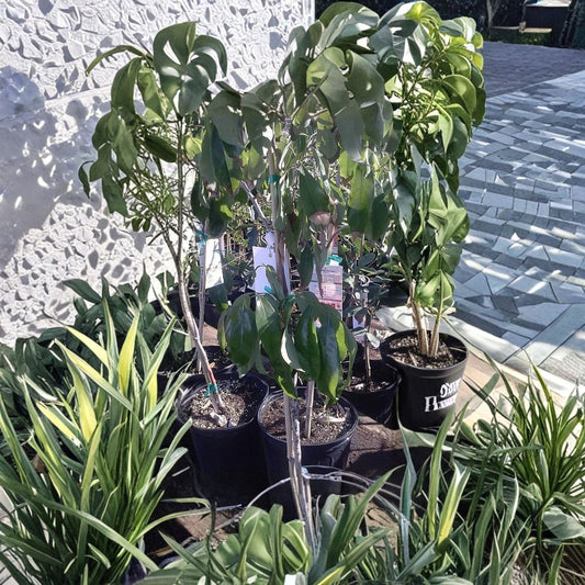 Lychee Tree – Litchi chinensis Air-Layered Live Tree | 3 Feet Tall | Ships in 3 Gallon Pot  Sweet Juicy Tropical Fruit | Early Bearing | Premium Variety