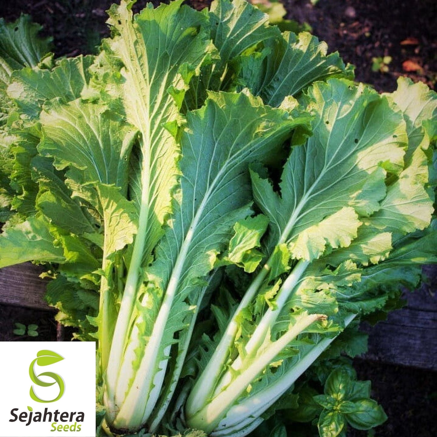 Chinese Michihili Cabbage Seeds 500+ | Vegetable Garden NON-GMO USA