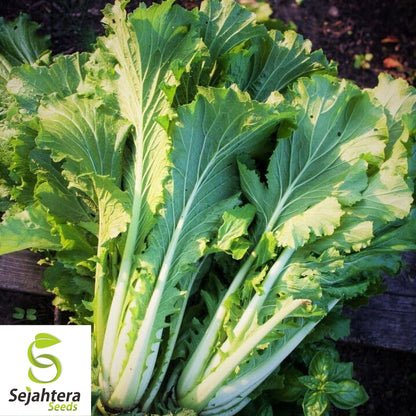 Chinese Michihili Cabbage Seeds 500+ | Vegetable Garden NON-GMO USA