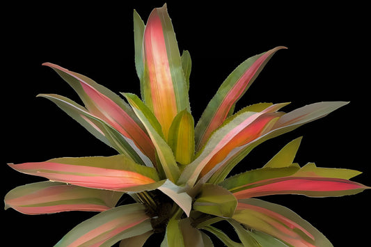 Bromeliad Plant 9" Pot Witrukia Superbum - Tropical Indoor Houseplant, Unique Foliage, Easy Care Plant for Home Decor