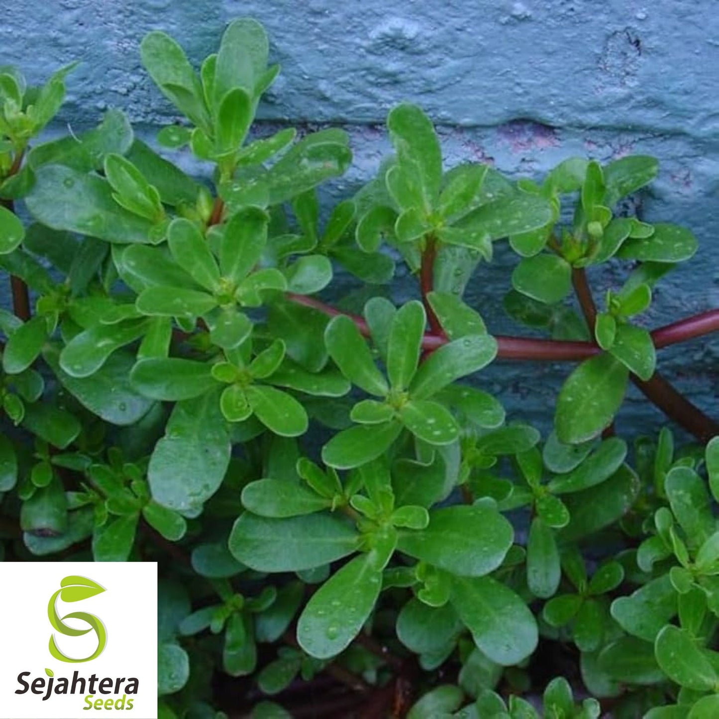 2000+ Green Purslane Seeds - Non-GMO, Heirloom & Nutritious Edible Green