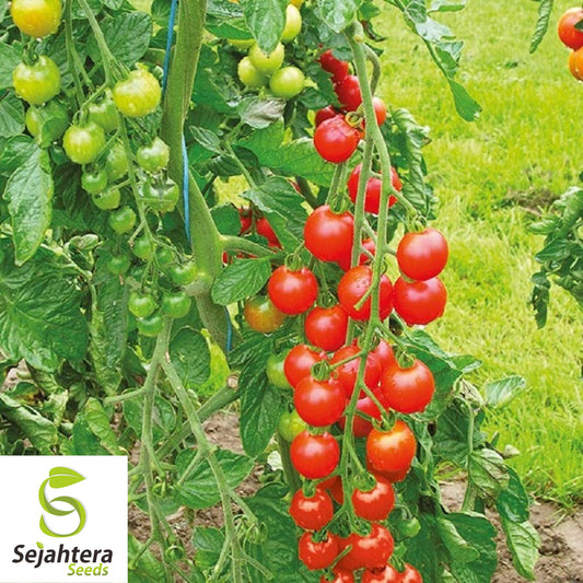 100 Sweetie Tomato Seeds - Cherry Tomato, Sweet & Juicy, Non-GMO Variety