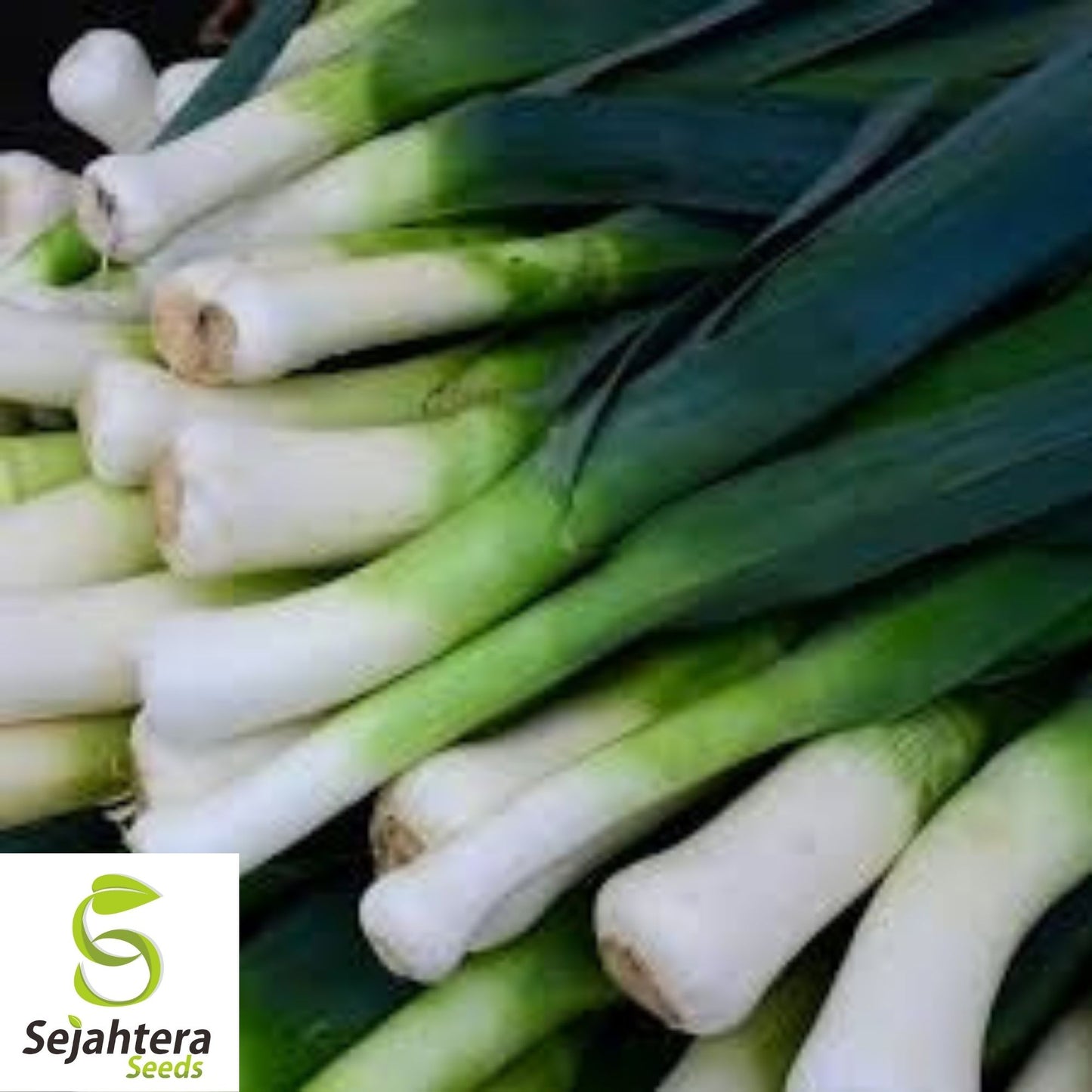 Leek Seeds 200+ American Flag | Heirloom NON-GMO Vegetable Garden USA