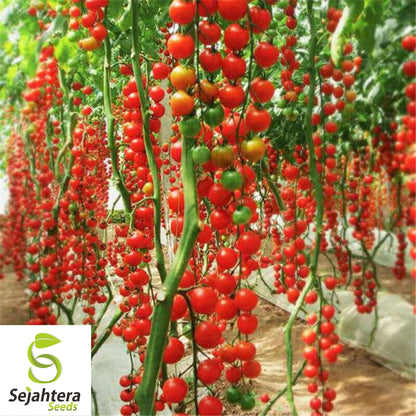 Waterfall Tomato Seeds - 10+ Heirloom - Sweet, High Yield & Organic - Rare