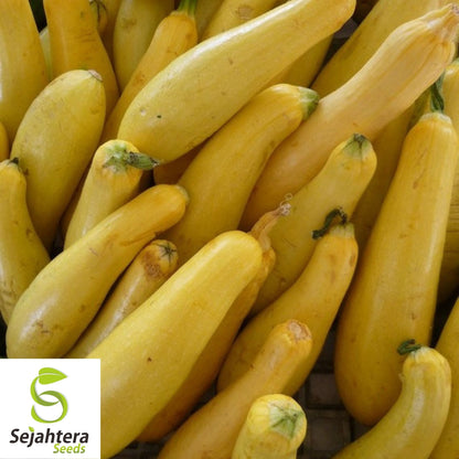 Straightneck Squash Seeds 30+ | Early Prolific Yellow Summer Vegetable USA